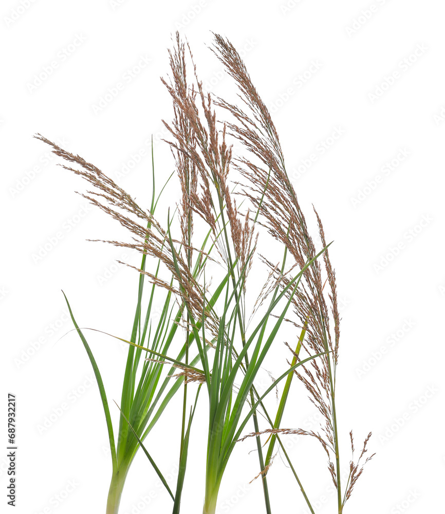 Wall mural cane, reed seeds and green grass isolated on white background, clipping path