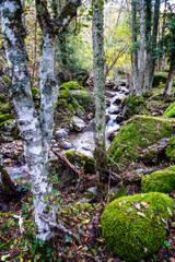 Rio Iruelas entre el bosque en otoño
