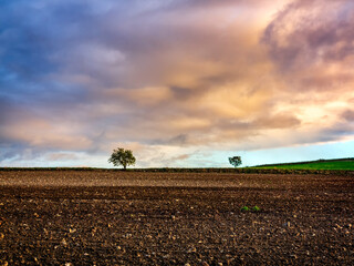 Dos almendros tras el barbecho.