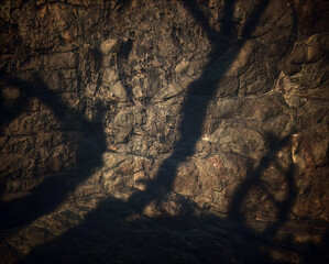 Shadow of trees on grey rock surface.