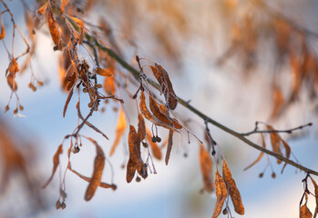 Obrazy na Plexi  Zimowa impresja, wschód słońca w zimowy, mroźny poranek.
