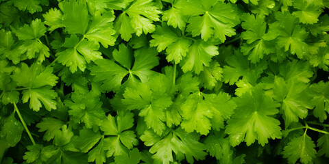 green leaves