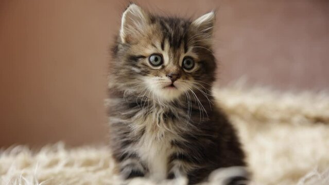 A small cute fluffy striped pet kitten is sitting on a fur blanket