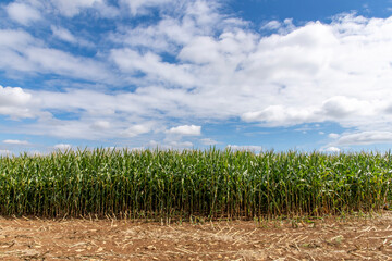 Low angle view of a field of grown corn or maize with soil in front the remains of harvested corn...