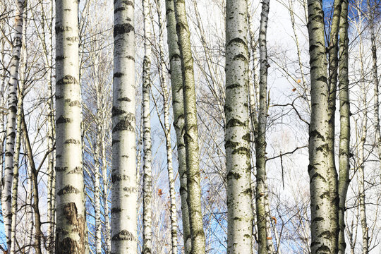 Beautiful birch trees in autumn