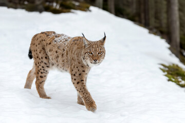 Close lynx, bobcat in the winter forest.  Wild predators in natural environment