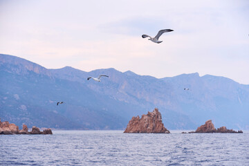 Fototapeta na wymiar Seagulls near the shore