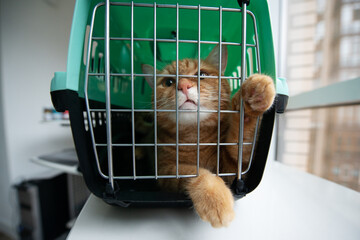 Young red cat is in a cat carrier, indoor shot. Stressed cat is trying to get out of the cage. Moving with pets