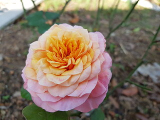 flower in the garden