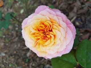 pink rose flower