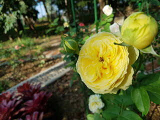 yellow roses in garden