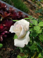 white rose in the garden