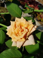 yellow rose in the garden