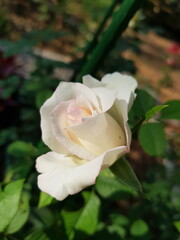 white rose in garden