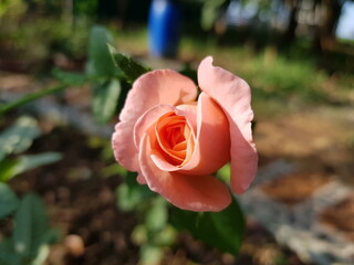 orange rose in the garden