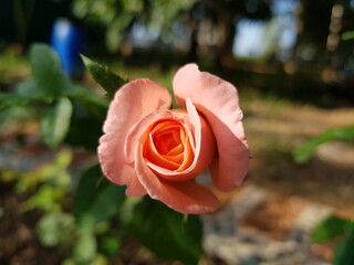 orange rose in the garden