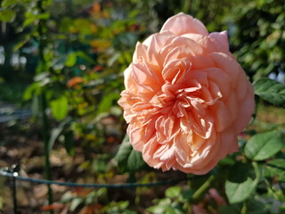 orange flower in the garden