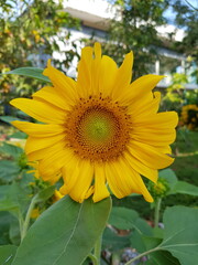 sunflower on a field