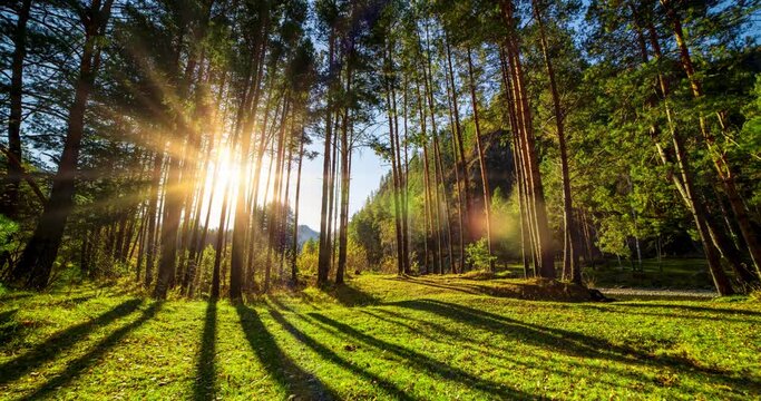 Mountain evergreen pine tree forest time lapse at the summer or autumn time. Wild nature, clear water and rural valley. Sun rays, small creek and yellow grass. Motorised dolly slider movement