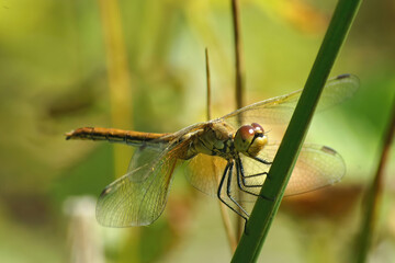 Closeup on a female yellow-winged darter, Sympetrum flaveolum perched on a straw of grass