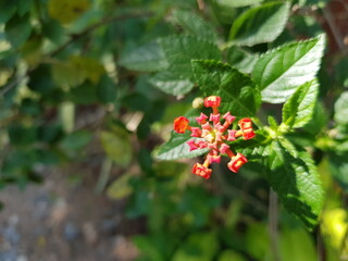red and yellow flowers