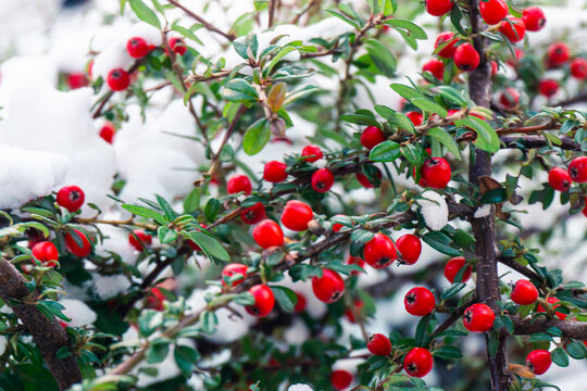 Cotoneaster bush with bright red berries, green leaves covered with white snow. Photo of winter nature.