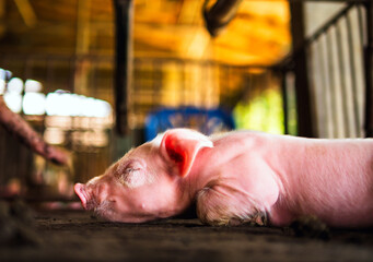 A week-old piglet cute newborn sleeping on the pig farm with other piglets, Close-up