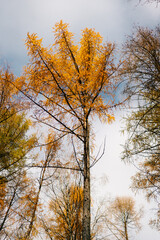 autumn trees in the park