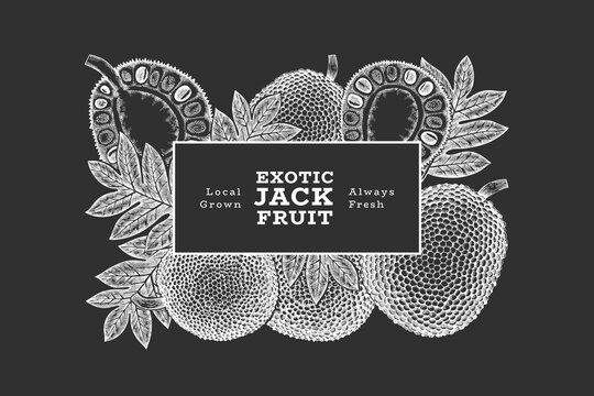 Hand drawn sketch style jackfruit banner. Organic fresh fruit vector illustration on chalk board. Retro breadfruit design template