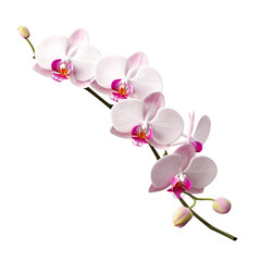 Exquisite Orchid Branch with Blooming Flowers on Transparent Background, PNG