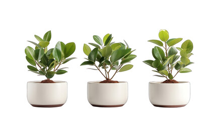 Set of Plant Pots Isolated on Transparent or White Background, PNG