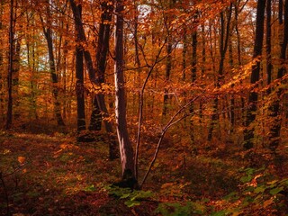 Colorful autumn in a deciduous forest. Yellow leaves on the trees. Nature in golden tones. Atmospheric landscape, beautiful woods.