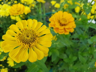yellow flowers in the garden