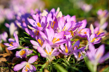 Bee on purple crocus flowers in spring