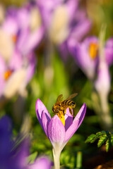 Bee on purple crocus flowers in spring