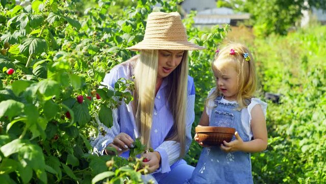 A mother and her daughter happily collect raspberries from bushes in the village. The girl tells what exactly she wants to make from the berries. High quality 4k footage