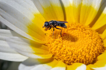Closeup from a tiny fly eatting pollen from a daisy, in Greece
