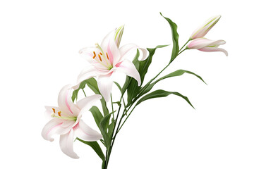Elegant LavishLily Lily Showcase White on a transparent background