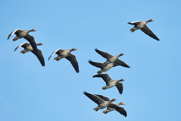 Fliegende Graugänse in der Morgensonne an der Ostsee im Herbst