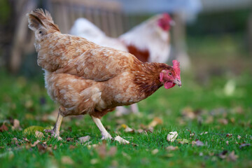 Chicken and rooster free range in garden