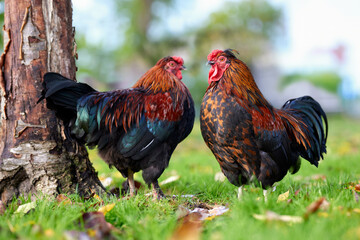 Two red rooster free range in garden