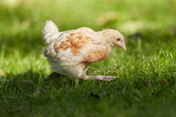 Young cute and fluffy chick in grass 