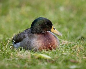 Male Indian runner duck lays in grass of garden