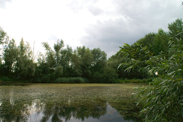 Fototapeta na wymiar Wide angle view on a tranquil scene of a pond at Durmplassen, Merendree, Belgium with Willow trees, Salix , surrounding