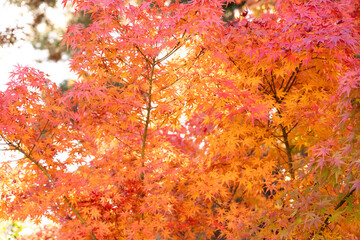 Beautiful maple leaves on the tree in autumn season.