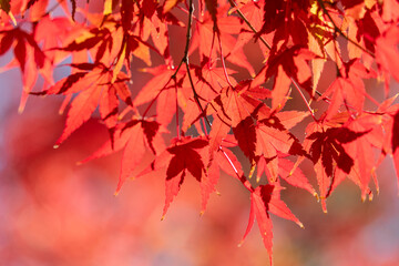 Beautiful maple leaves on the tree in autumn season.