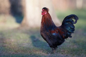 Red rooster in the grass