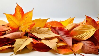 pile of autumn leaves on or white background