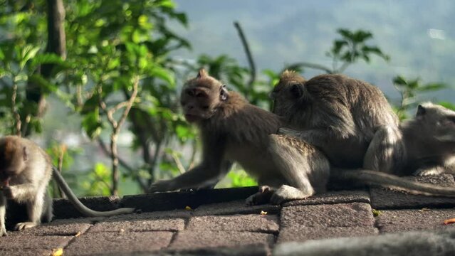 A wild macaque monkey eating a banana in north of Bali, Indonesia.