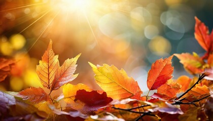 autumn background fall abstract background with colorful leaves and sun flares